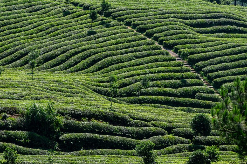 tea plantation in assam