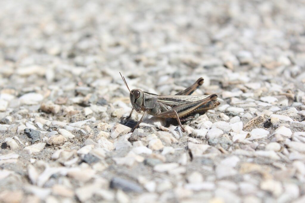 grasshopper