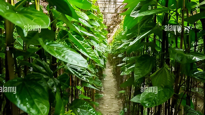 Betel Leaf Cultivation