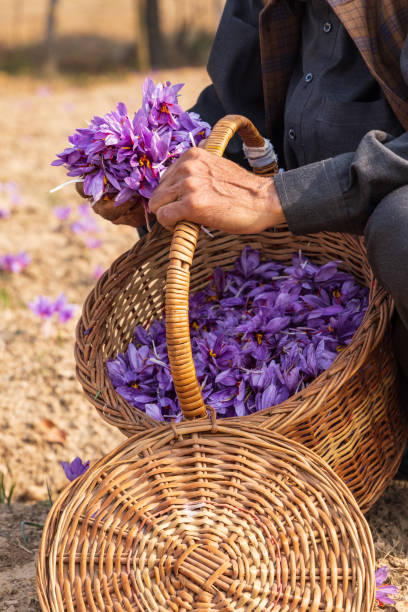 saffron farming