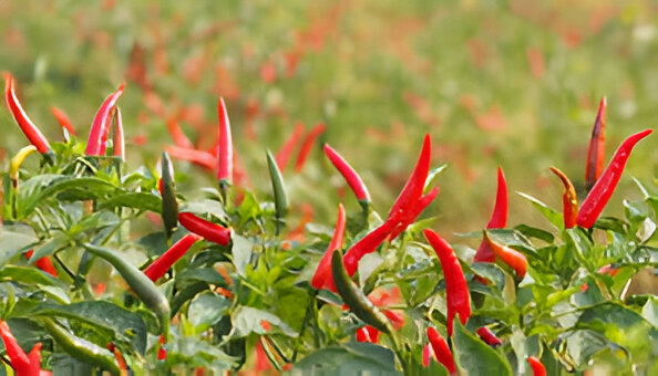 chillies