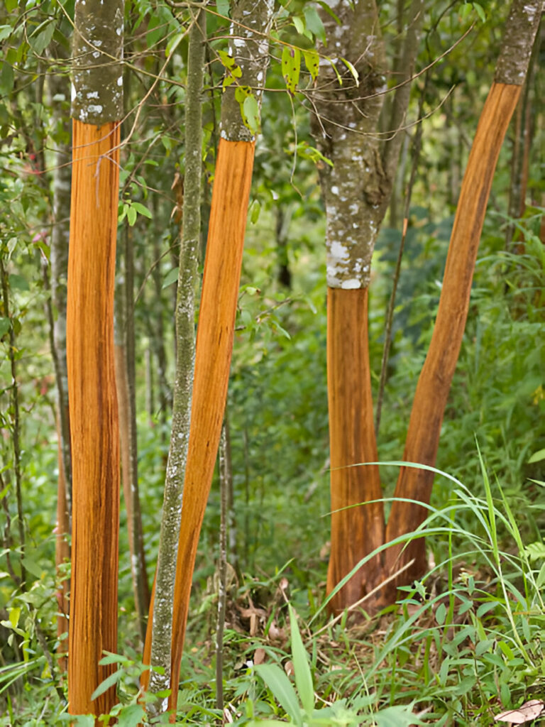 cinnamon harvesting