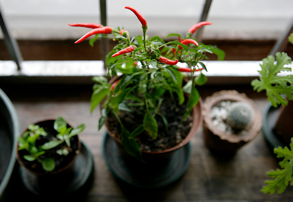 red chilli plant