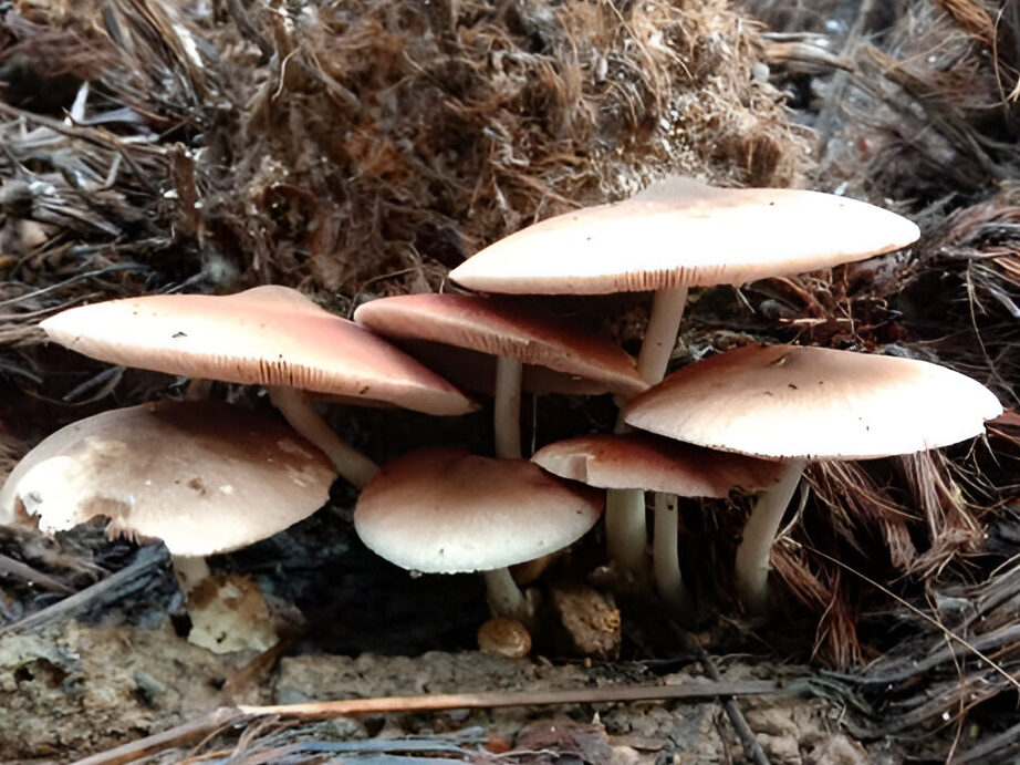 paddy straw mushroom